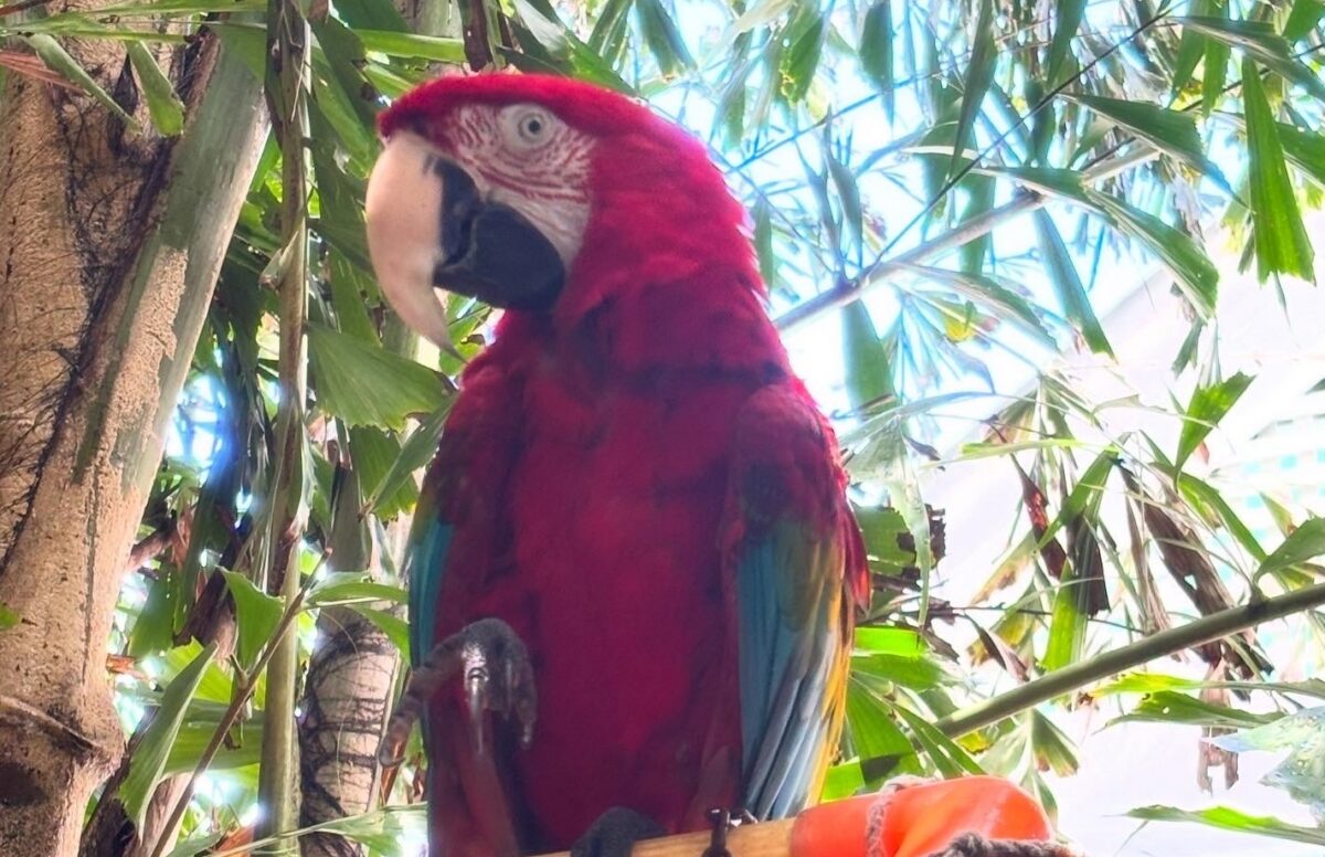 Macaw in Key West