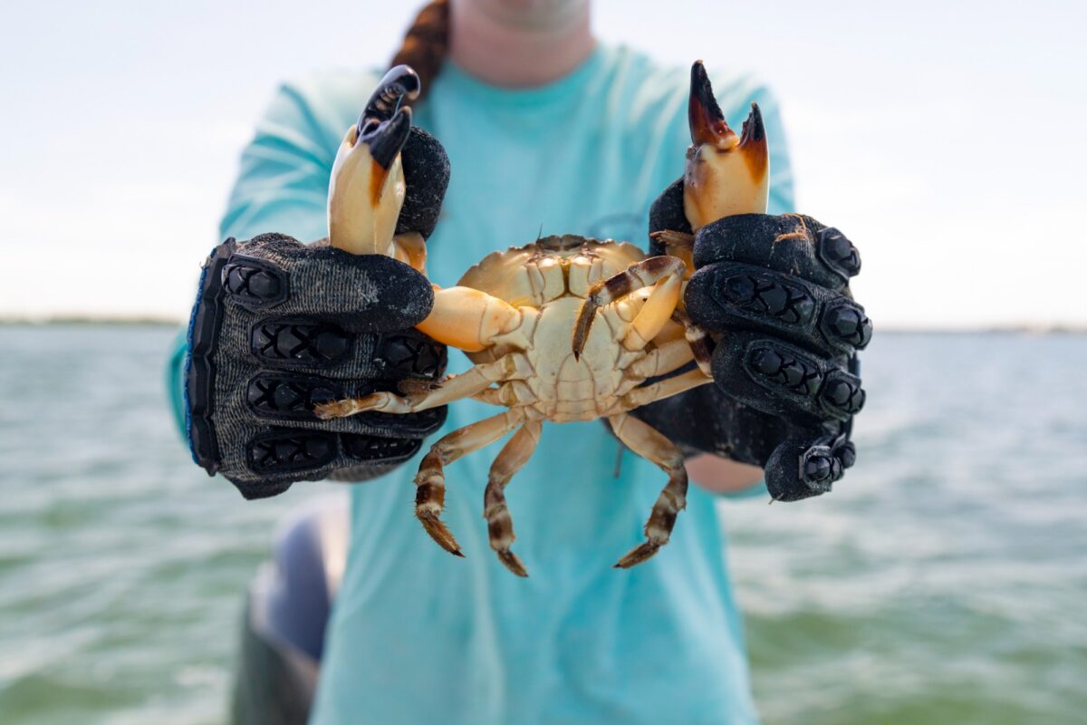 Person holding a crab