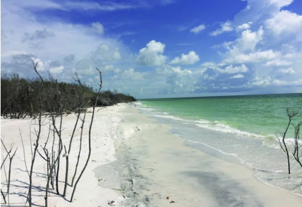 Florida's Caladesi Island State Park is full of undeveloped natural beauty.