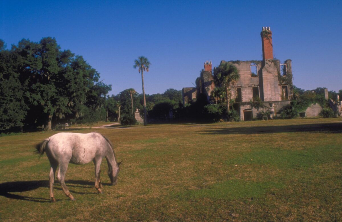 Wild horses on Cumberland Island in Georgia.