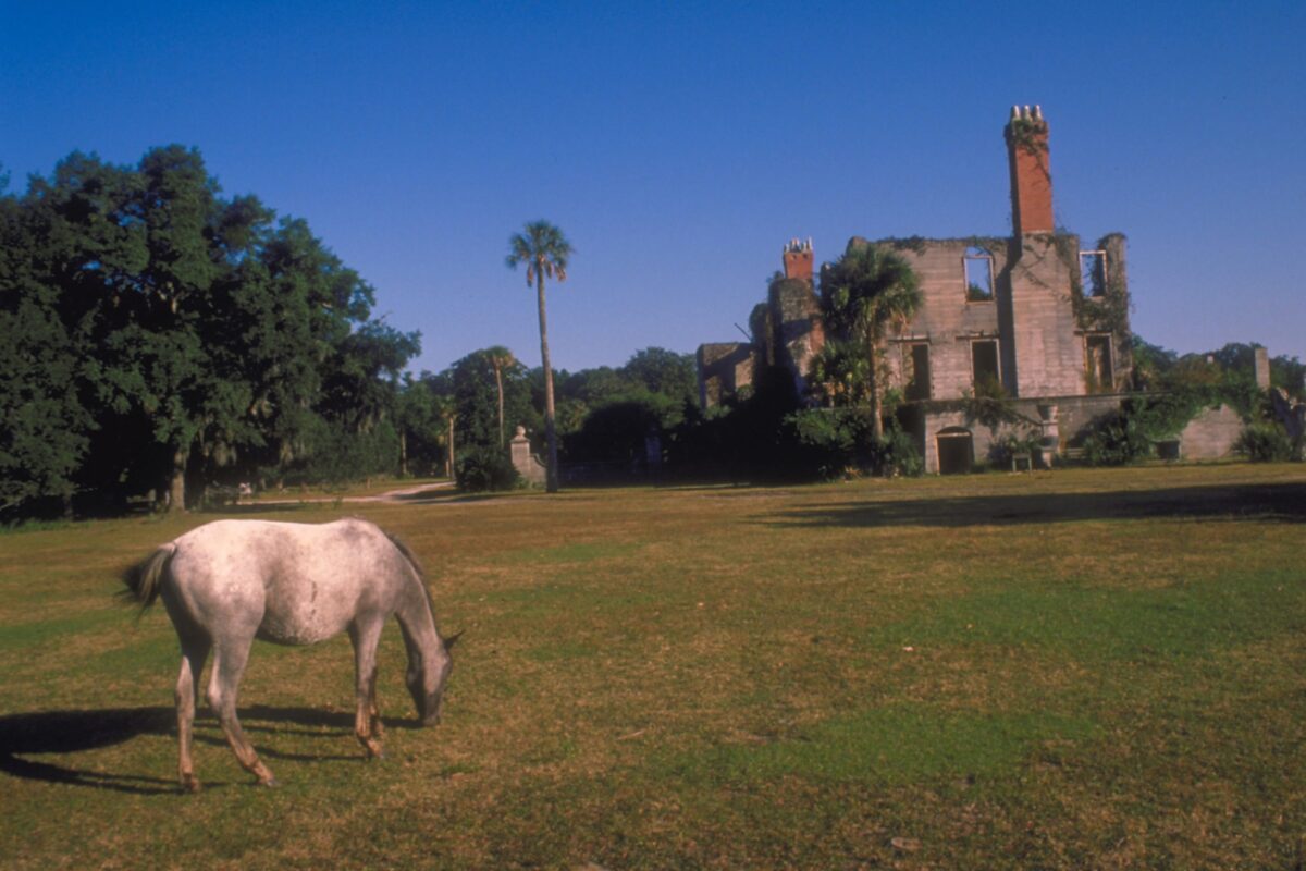 Wild horses on Cumberland Island in Georgia.