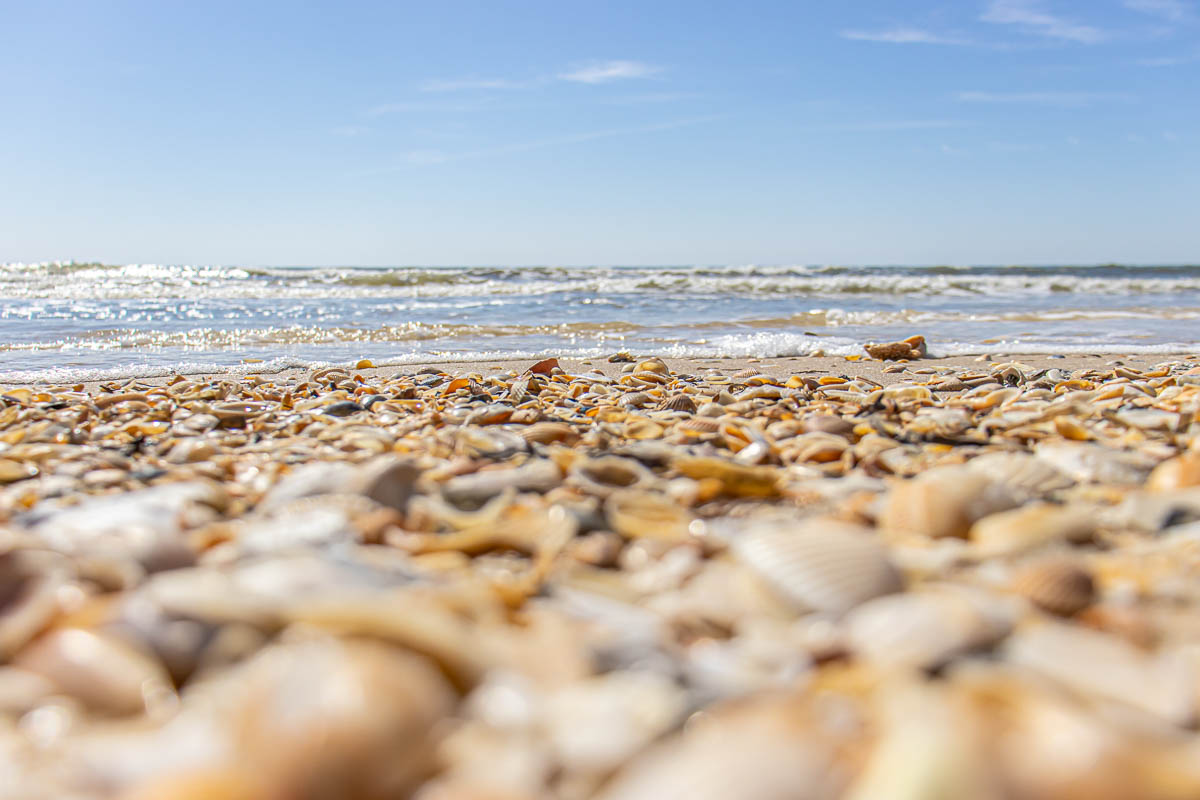 St George Island in Florida is known for superior shelling.